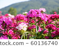 Flowers 60136740