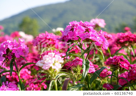 Flowers Flowers 60136740