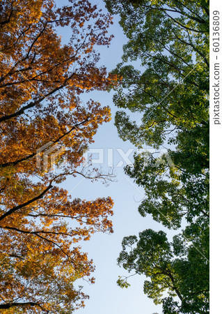 Autumnal front (vertical) Autumnal front (vertical) 60136809