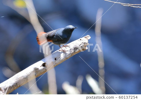 鉛色水鶇(Phoenicurus fuliginosus)在台灣溪流. 60137254