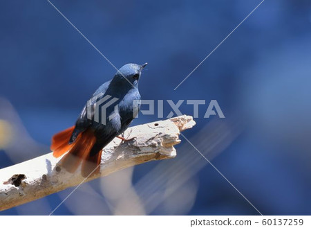 鉛色水鶇(Phoenicurus fuliginosus)在台灣溪流. 60137259