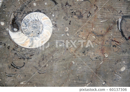 Petrified fossil ammonite shell in stone 60137306
