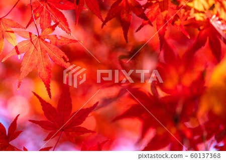 秋葉/秋天圖像 秋葉/秋天圖像 60137368
