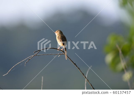 褐頭鷦鶯台灣亞種(Prinia inornata flanirostris) 60137457