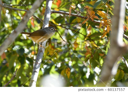 繡眼畫眉鳥(Alcippe morrisonia),台灣山區常見鳥 60137557