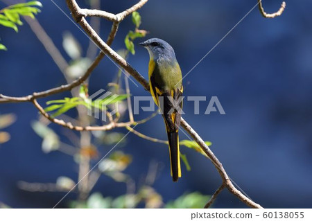 灰喉山椒鳥(Pericrocotus solaris)雄性橘色,雌性黃色 60138055