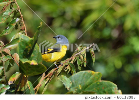 灰喉山椒鳥(Pericrocotus solaris)雄性橘色,雌性黃色 60138093