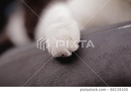 貓的手 60139108