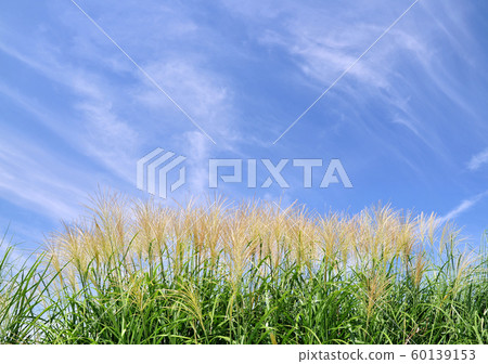 Japanese pampas grass and autumn sky-14667 Japanese pampas grass and autumn sky-14667 60139153