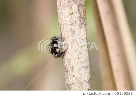 Mamijiro Hetri 60139228