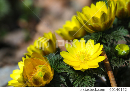 福庫格的花 福庫格的花 60140152