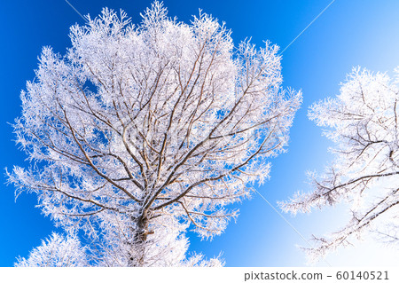 Foggy ice / silver forest 60140521