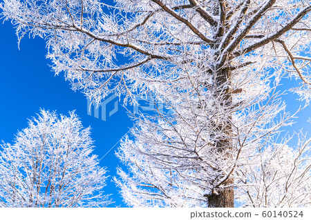 Foggy ice / silver forest 60140524