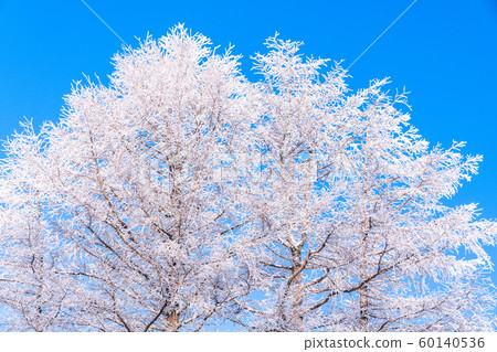 Foggy ice / silver forest 60140536