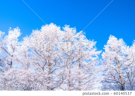 Foggy ice / silver forest 60140537