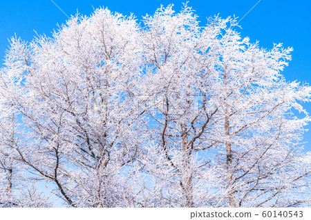 Foggy ice / silver forest 60140543