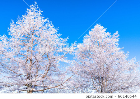 Foggy ice / silver forest 60140544