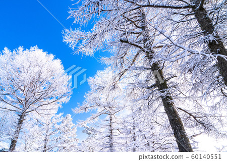 Foggy ice / silver forest 60140551