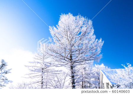 Foggy ice / silver forest 60140603