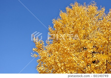 Yellow autumn leaves and the sky 60140749