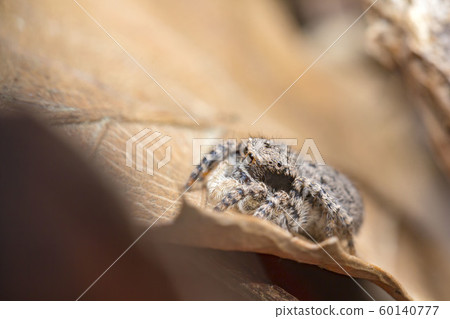 Yamazi Hetri 60140777