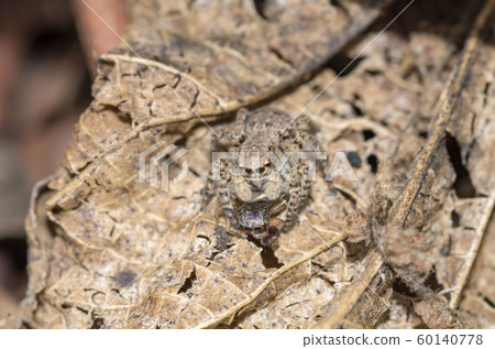 Yamazi Hetri 60140778