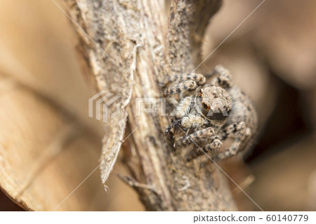 Yamazi Hetri 60140779