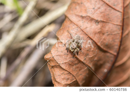 Yamazi Hetri 60140786