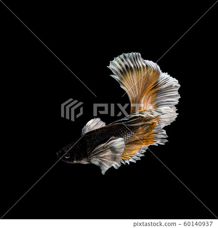 Betta fish, siamese fighting , betta splendens Betta fish, siamese fighting , betta splendens 60140937