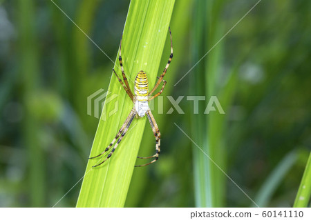 Argiope spider Argiope spider 60141110
