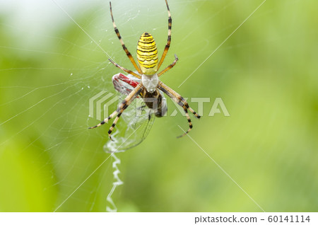 Argiope spider Argiope spider 60141114