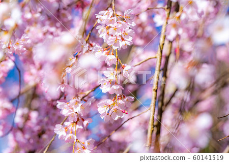 Ichizakura (Yamanashi Prefecture) Ichizakura (Yamanashi Prefecture) 60141519