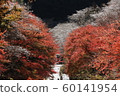 Four seasons cherry blossoms and autumn leaves in Kawasaki-cho, Toyoda City 60141954