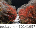 Four seasons cherry blossoms and autumn leaves in Kawasaki-cho, Toyoda City 60141957