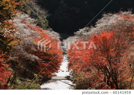 Four seasons cherry blossoms and autumn leaves in Kawasaki-cho, Toyoda City 60141959