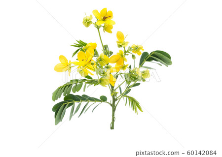 Glaucous Cassia flower Glaucous Cassia flower 60142084