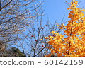 Four seasons cherry blossoms, ginkgos and persimmons in Kawami-cho, Toyota City 60142159