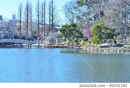 Senzoku pond in winter Senzoku pond in winter 60142168