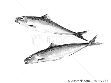 Sardine sea bream watercolor monotone Sardine sea bream watercolor monotone 60142214
