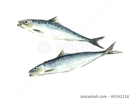 Watercolor sardine Watercolor sardine 60142218