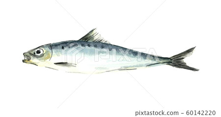 Watercolor sardine Watercolor sardine 60142220