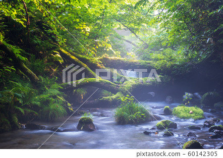 Oyama Kitanizawa fresh green 60142305