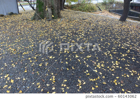 Ginkgo tree Ginkgo tree 60143062