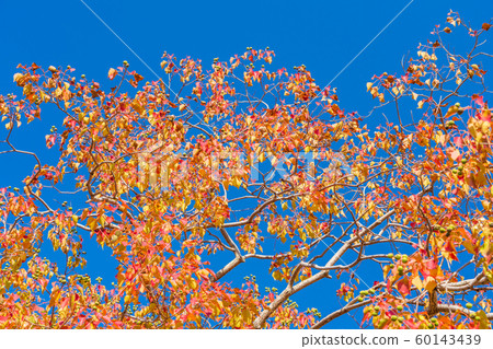 Nankin goby autumn leaves Asahi 60143439