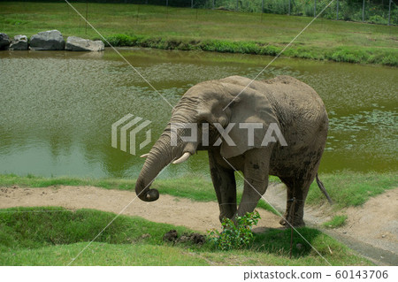 野生動物園公園大象 野生動物園公園大象 60143706