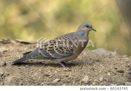 Oriental turtle dove, Streptopelia orientalis, Sattal, India Oriental turtle dove, Streptopelia orientalis, Sattal, India 60143745