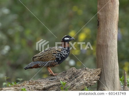 Black francolin, male,  Francolinus francolinus, Sattal, India 60143749