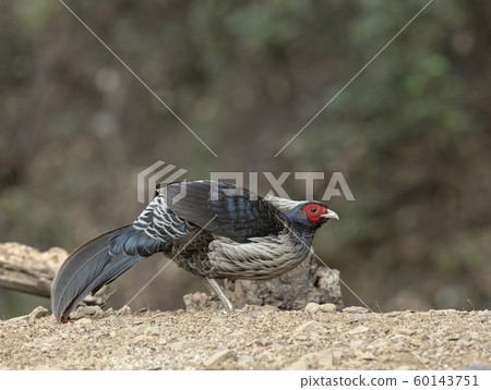 Khaleej Pheasant, Lophura leucomelanos, Sattal, India 60143751