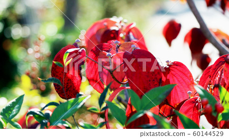 Colors of autumn Colors of autumn 60144529