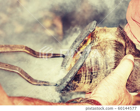 Farrier burns a hot horseshoe hoof. Blacksmiths Farrier burns a hot horseshoe hoof. Blacksmiths 60144577